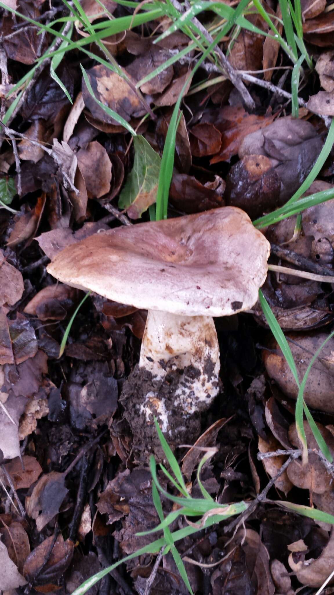 Слика од Lactarius argillaceifolius Hesler & A. H. Sm. 1979