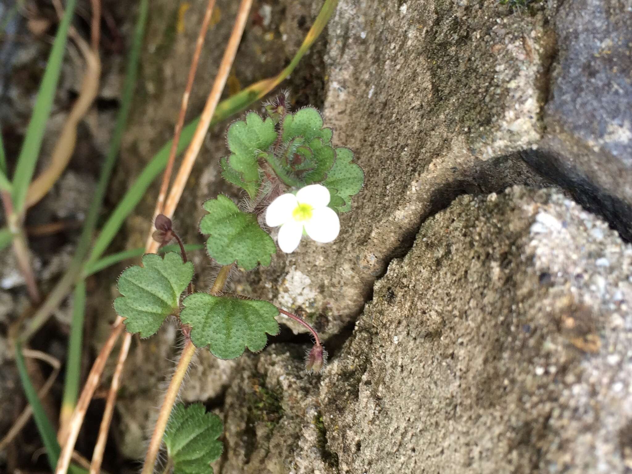 Image of glandular speedwell