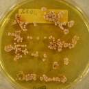 Image of Aspergillus alabamensis Balajee, Baddley, Frisvad & Samson 2009