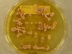 Image of Aspergillus alabamensis Balajee, Baddley, Frisvad & Samson 2009