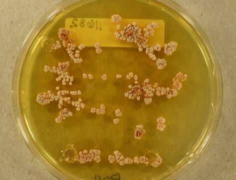 Image of Aspergillus alabamensis Balajee, Baddley, Frisvad & Samson 2009