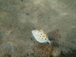 Image of Blue boxfish