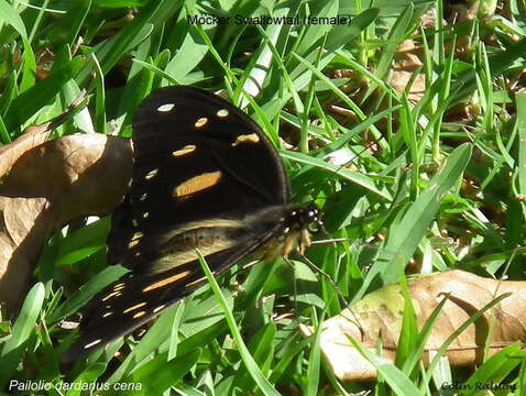 Imagem de Papilio dardanus Brown 1776