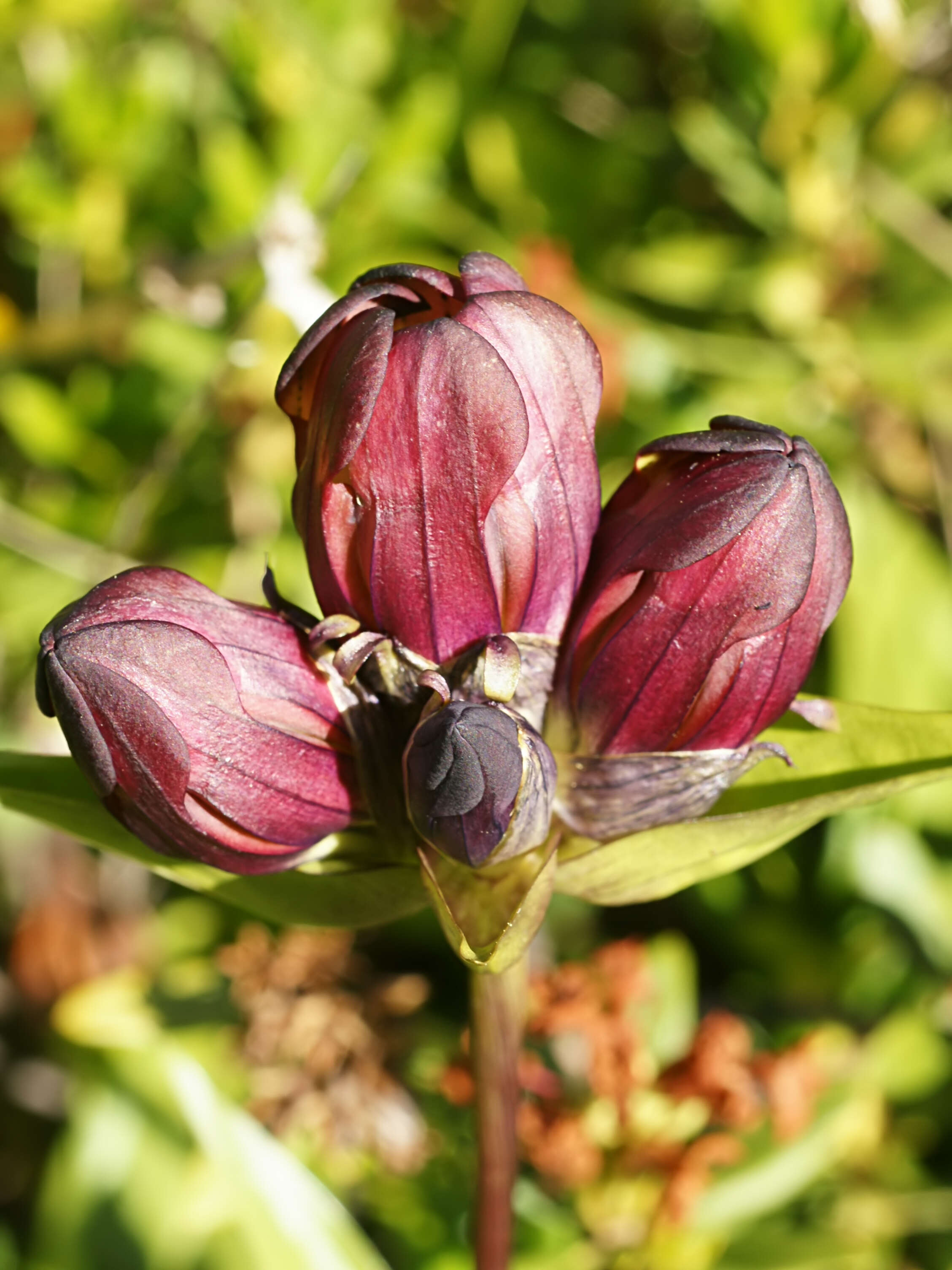 Image de Gentiane Pourpre