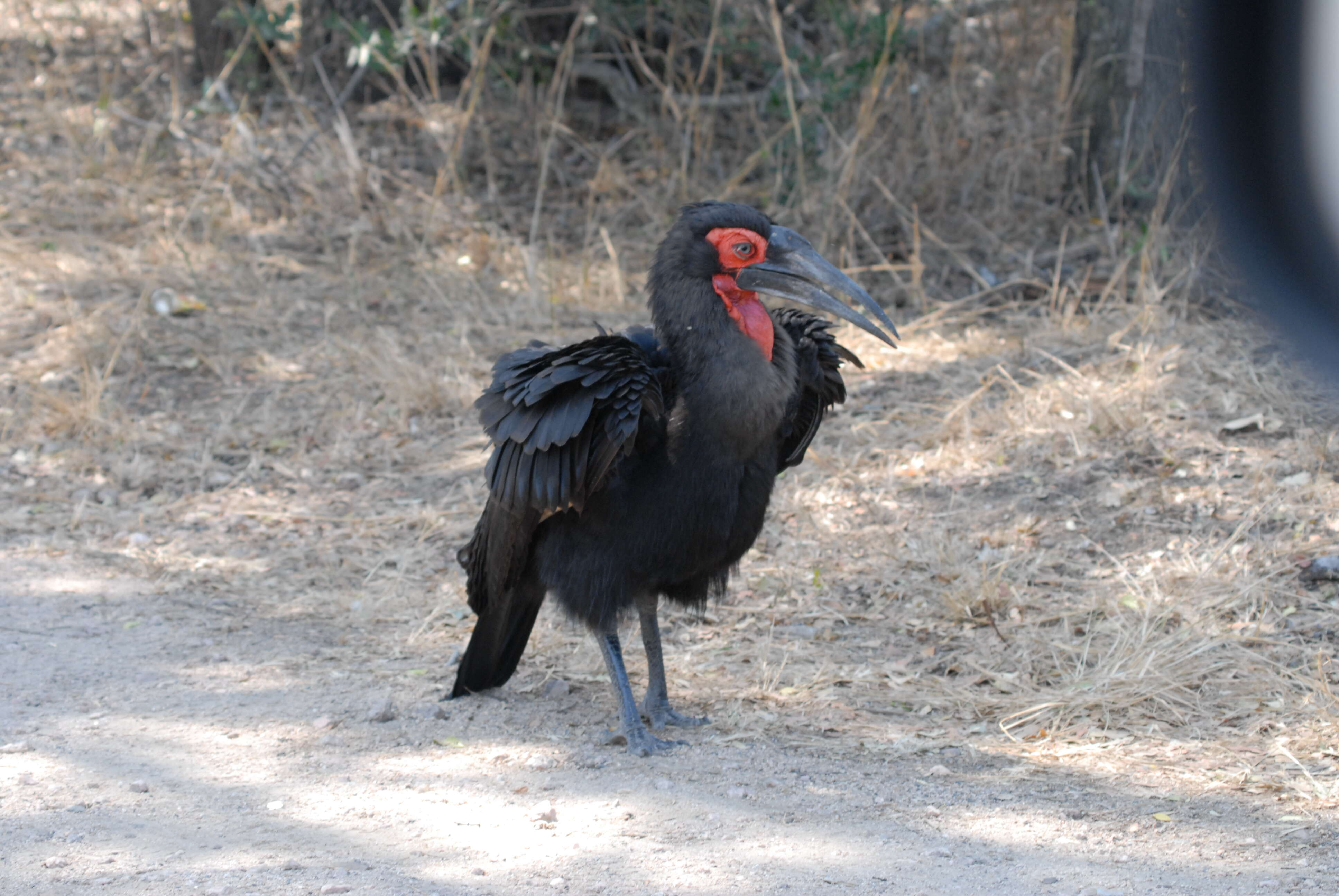 Image of Southern Ground Hornbill