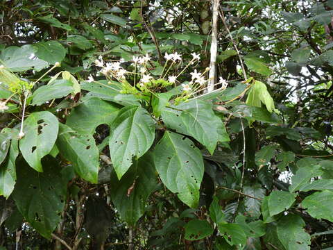 Imagem de Clerodendrum longiflorum var. glabrum Munir