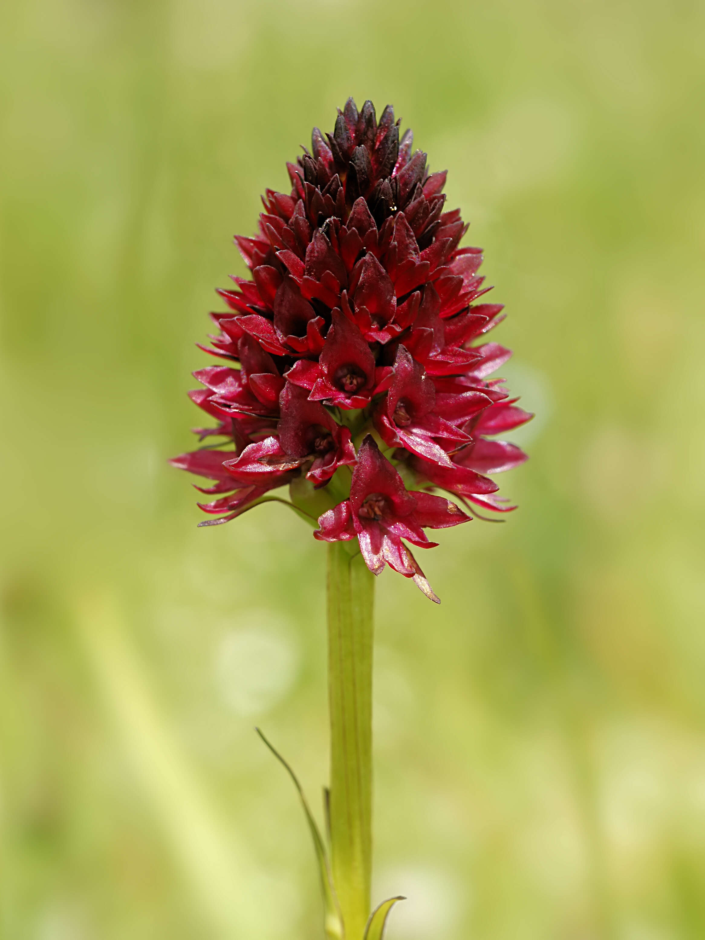 Gymnadenia nigra (L.) Rchb. fil.的圖片