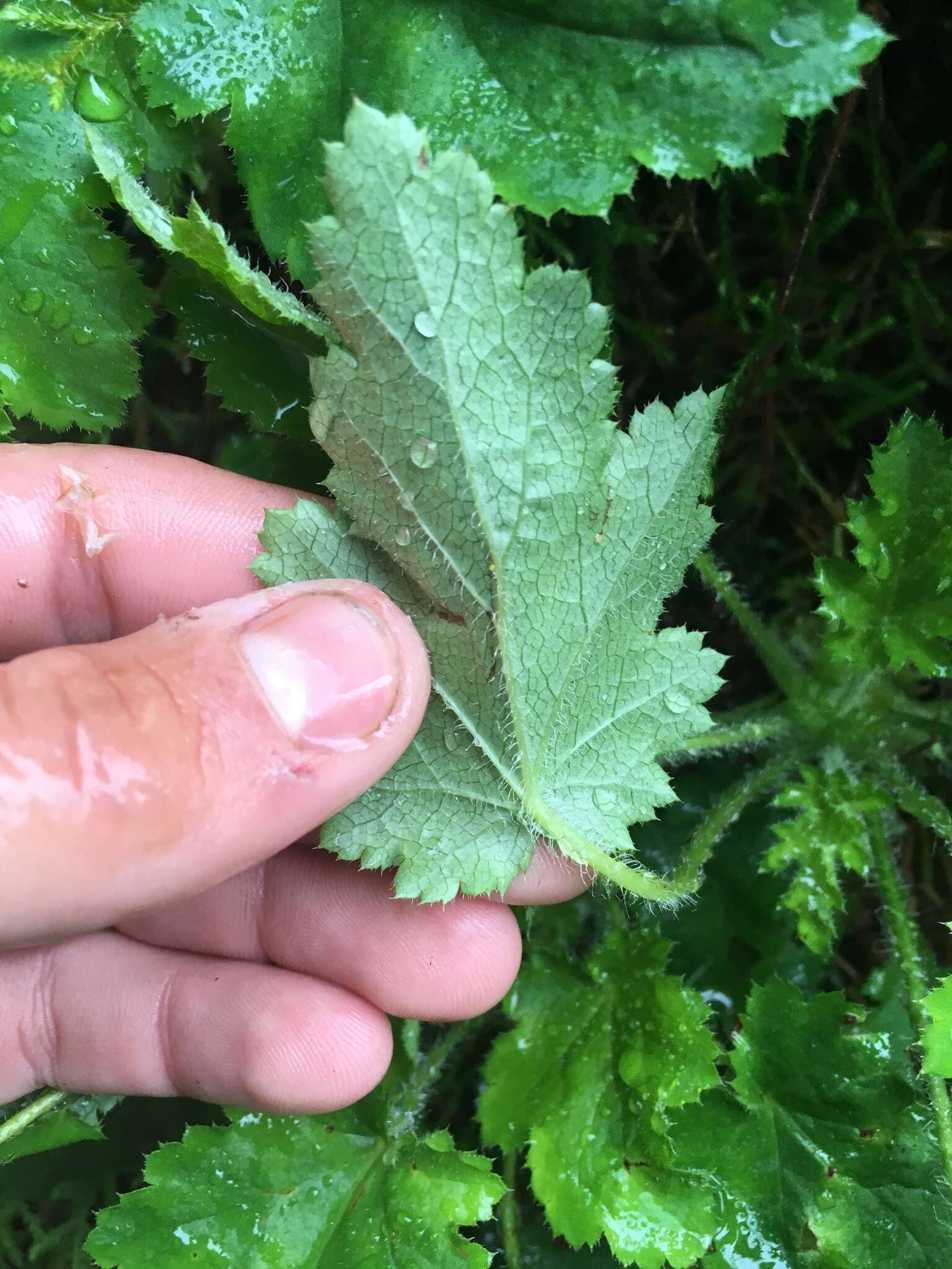 Image of crevice alumroot