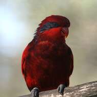 Image of Blue-streaked Lory