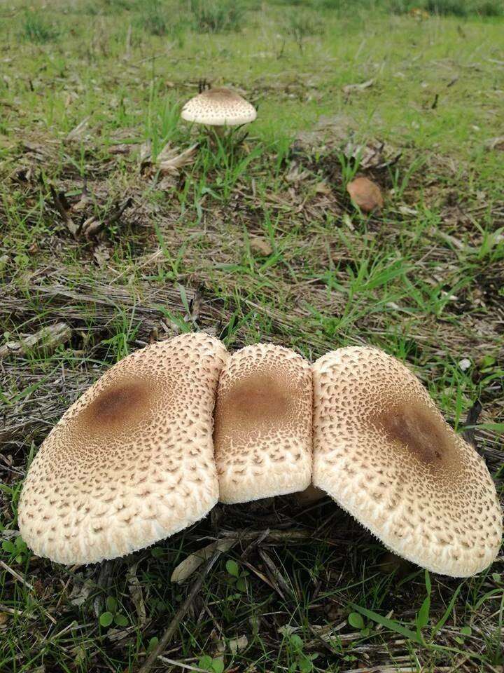 Image of Macrolepiota fuligineosquarrosa Malençon 1979