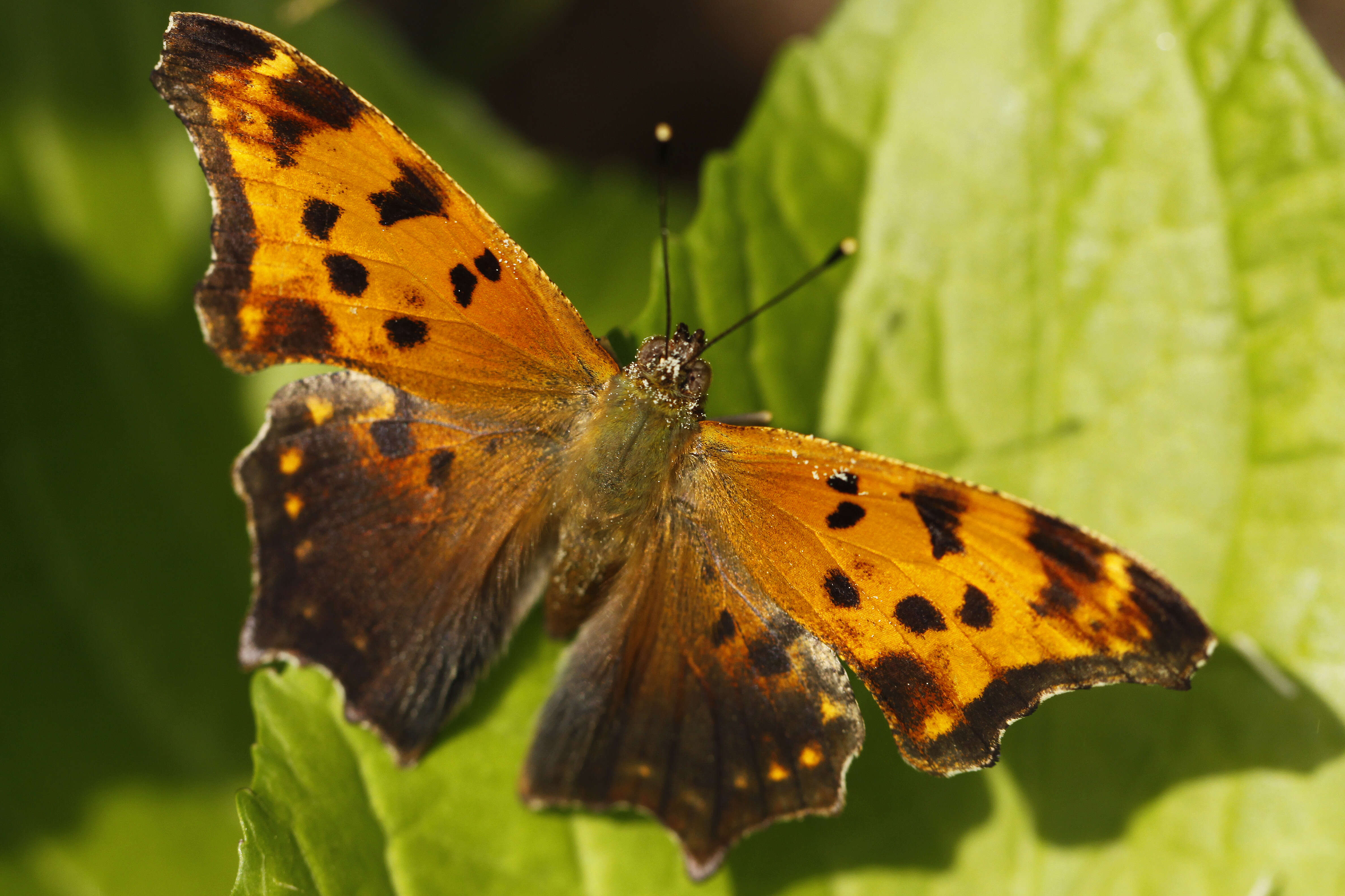 Image of Eastern Comma