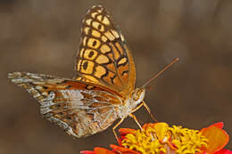 Image of Variegated Fritillary