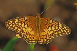 Image of Variegated Fritillary