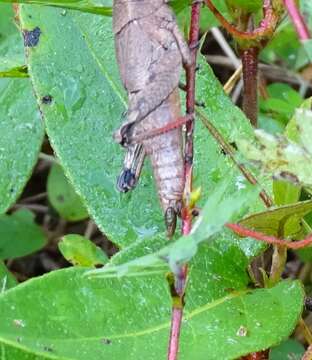 Слика од Melanoplus scudderi (Uhler 1864)