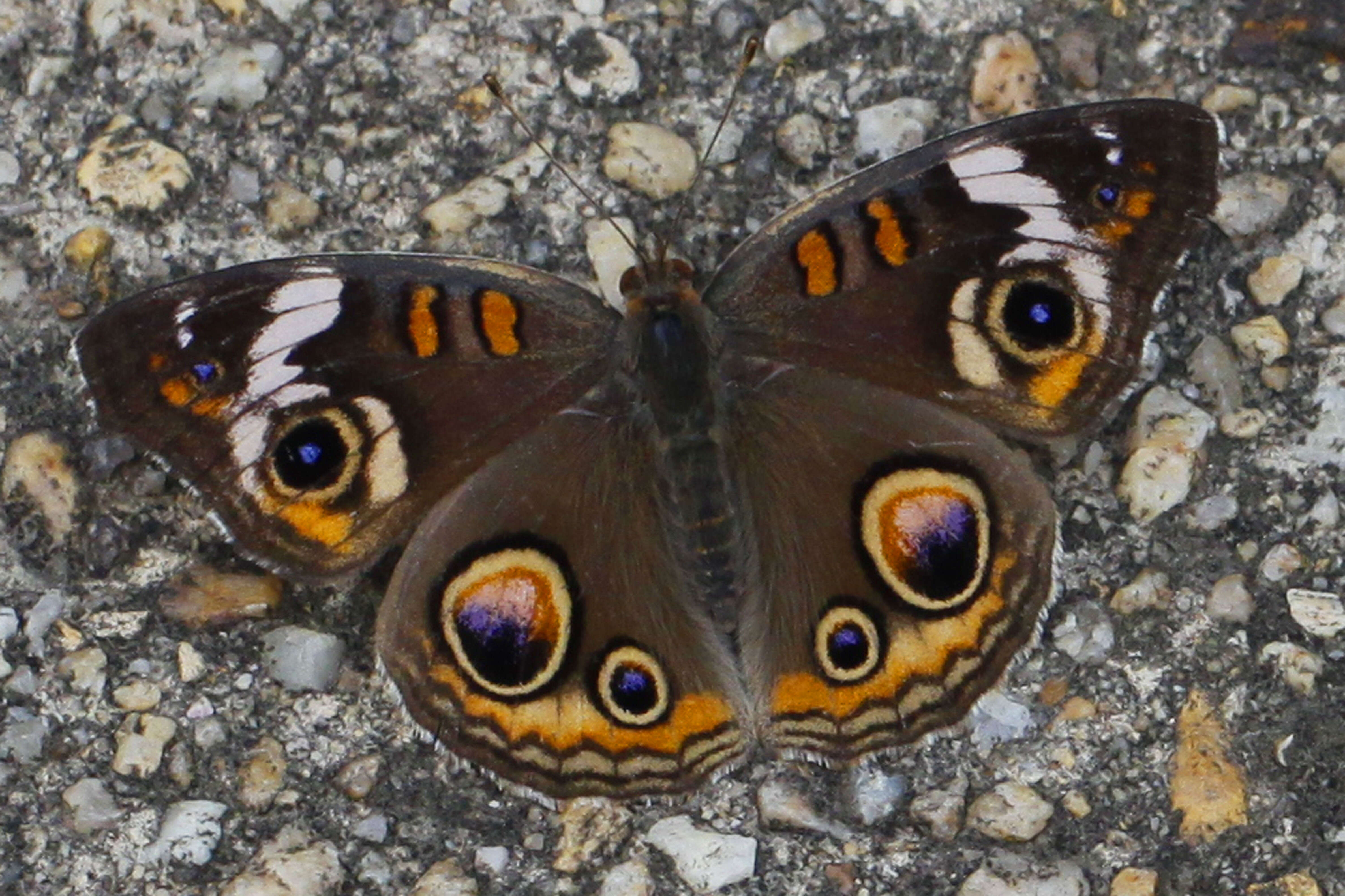 Image of Common buckeye