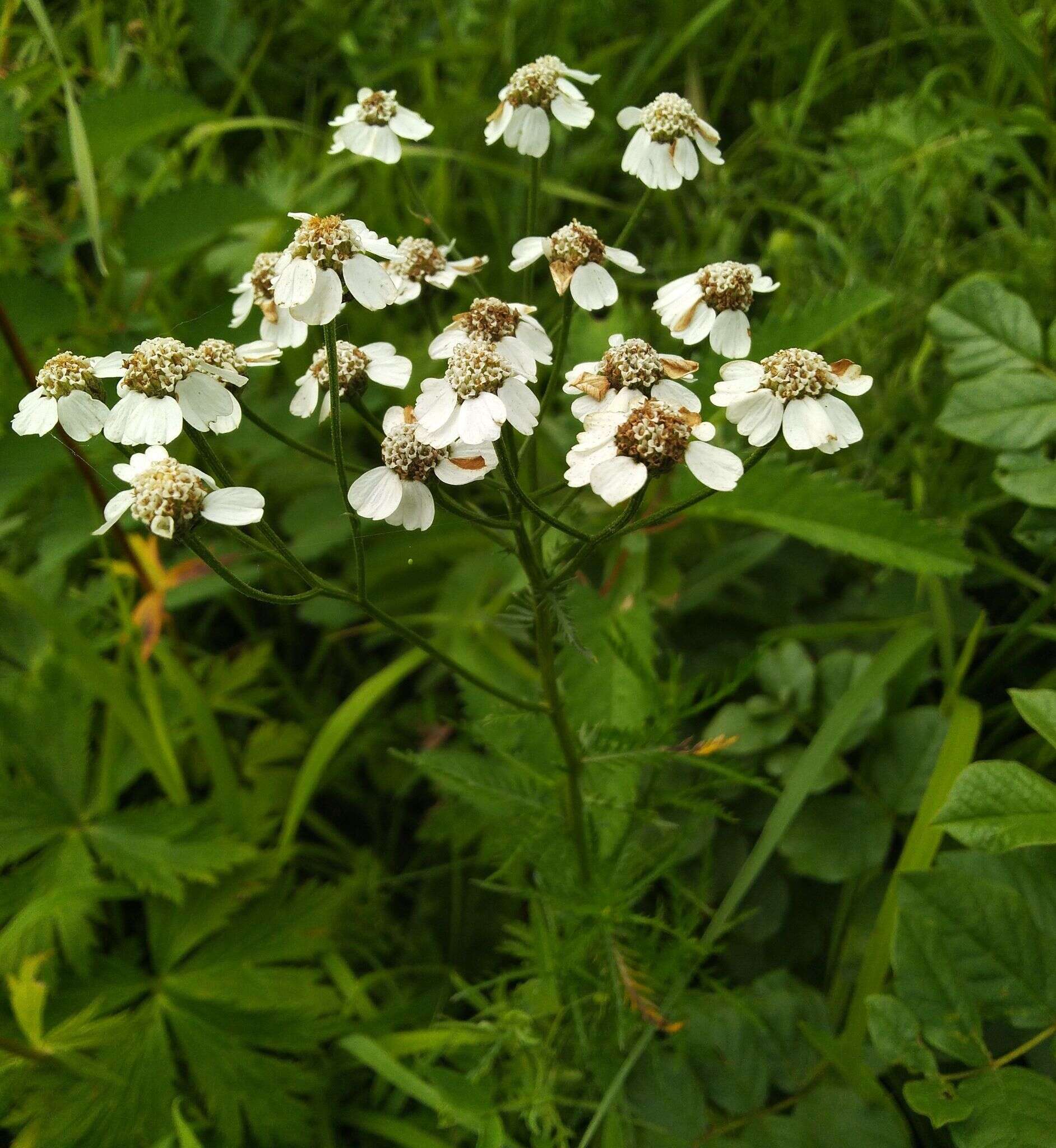 Sivun Achillea impatiens L. kuva