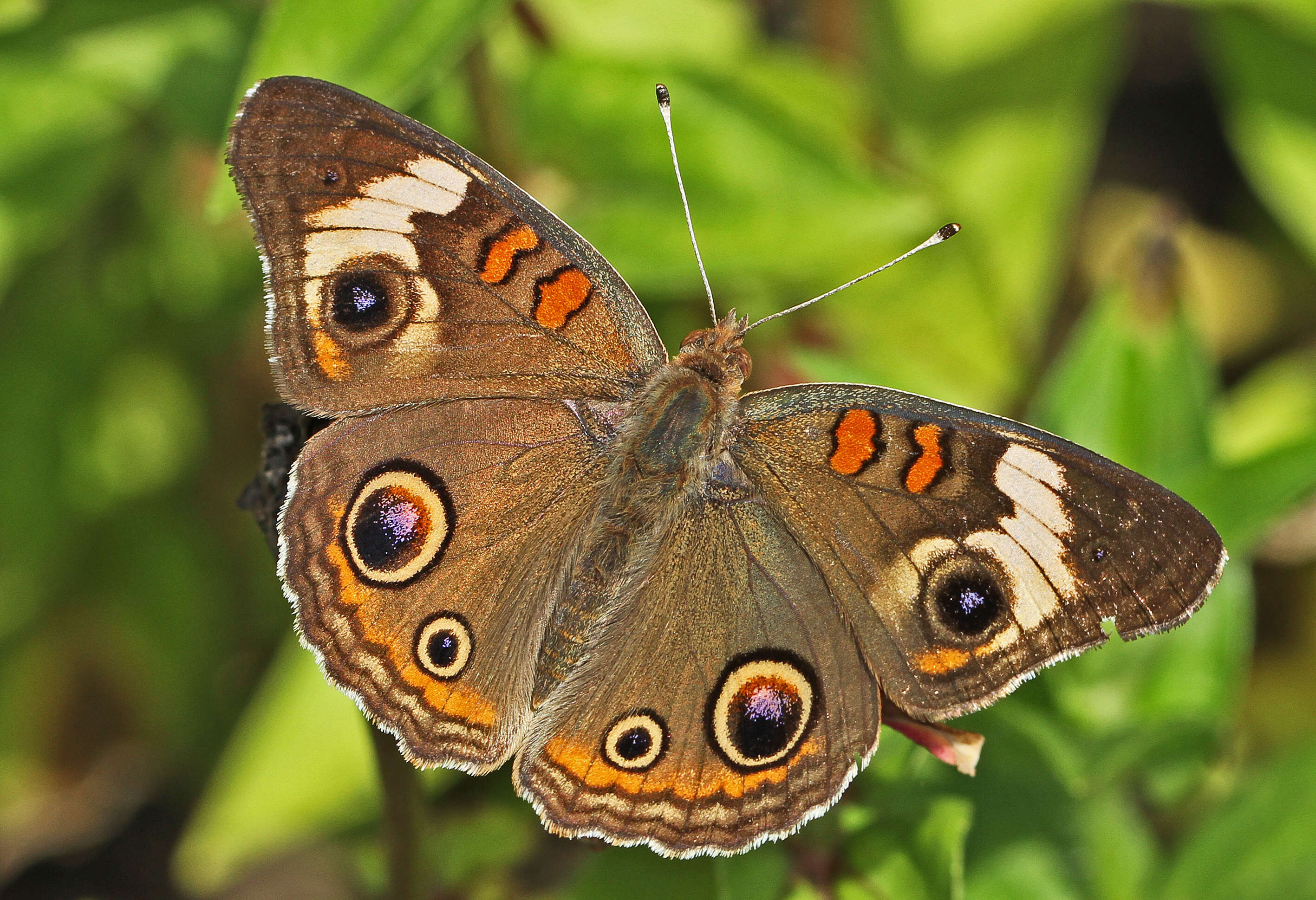 Image of Common buckeye