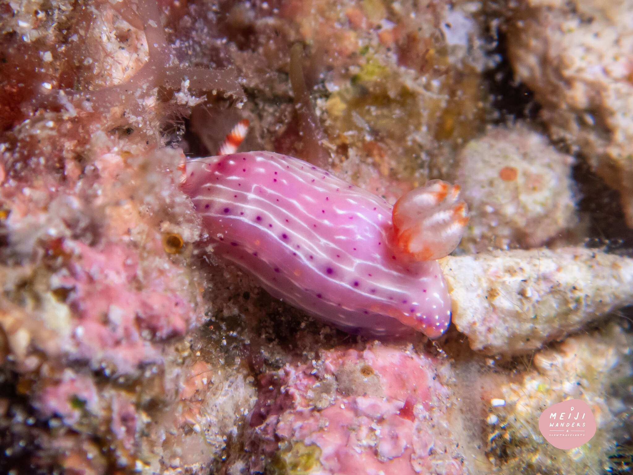 Image of Hypselodoris paradisa Gosliner & R. F. Johnson 2018