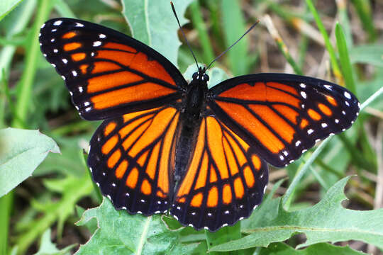 Image of Viceroy