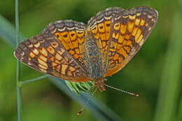 Image of Pearl Crescent