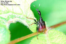 Image of Paracycnotrachelus chinensis Dalla Torre & Voss 1930