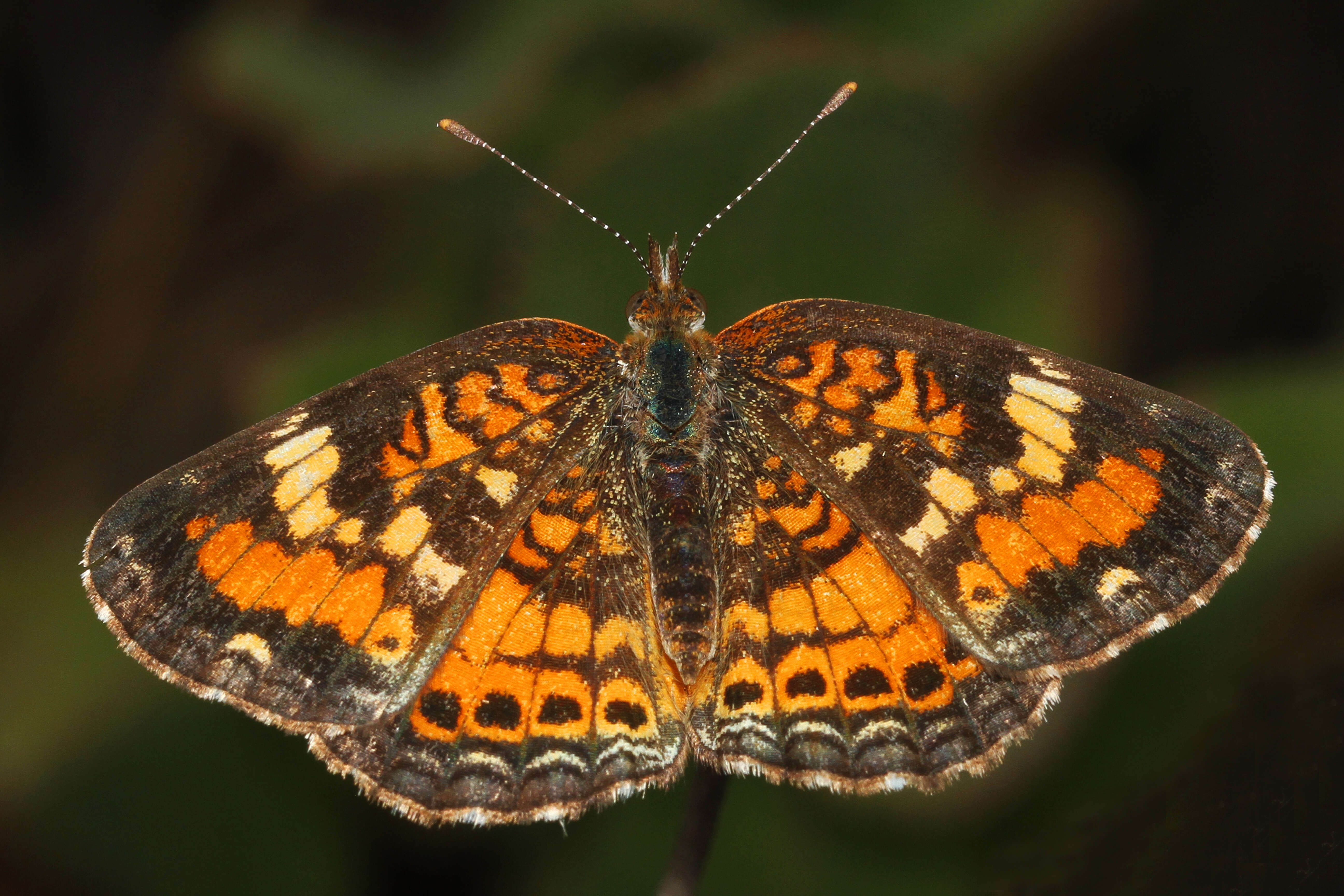 Image of Phaon Crescent