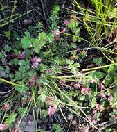 Image of Pelargonium capituliforme Knuth