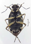 صورة Aoteasalda maculipennis (Cobben 1961)