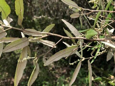 Image de Croton stigmatosus F. Muell.