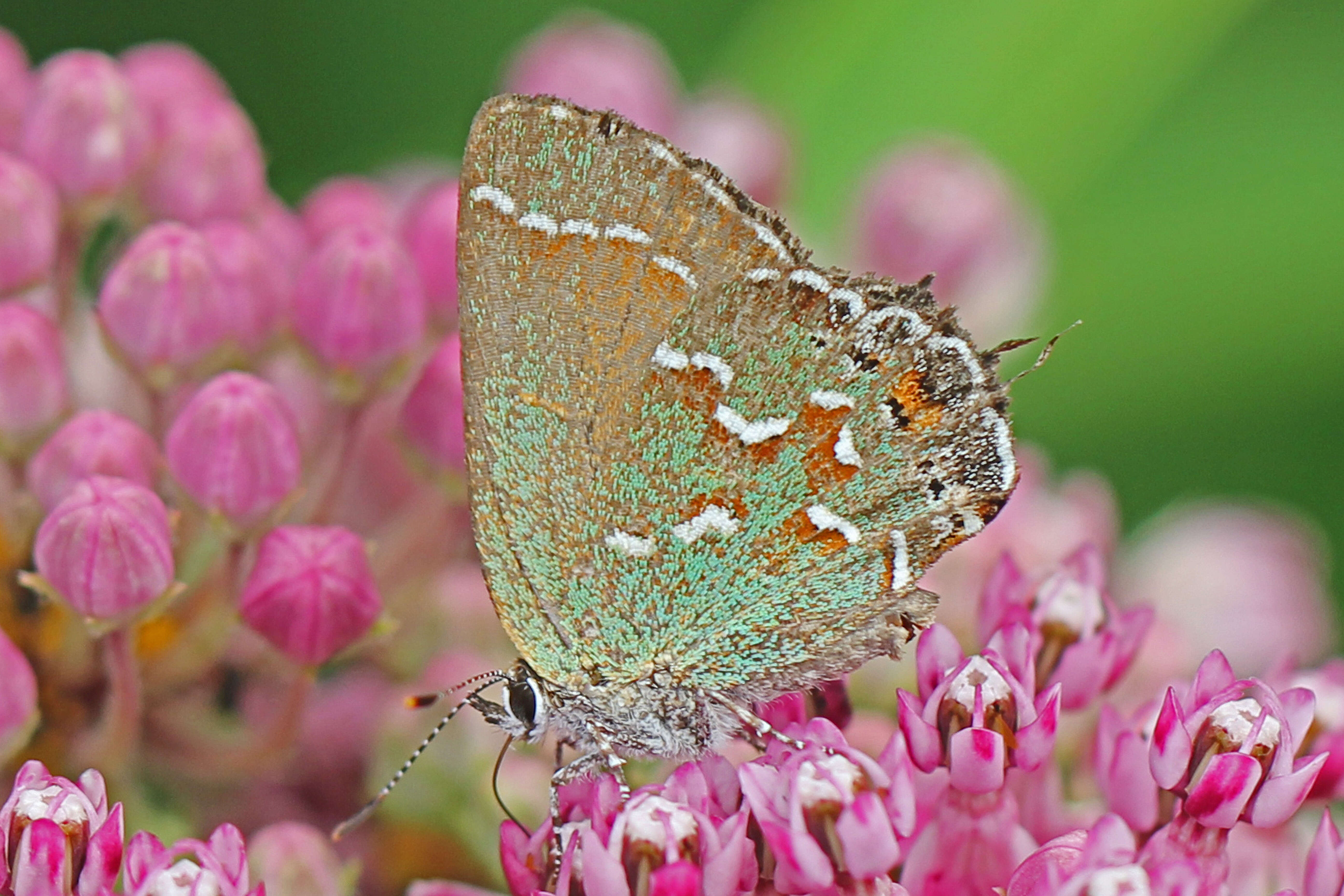 Plancia ëd Callophrys gryneus