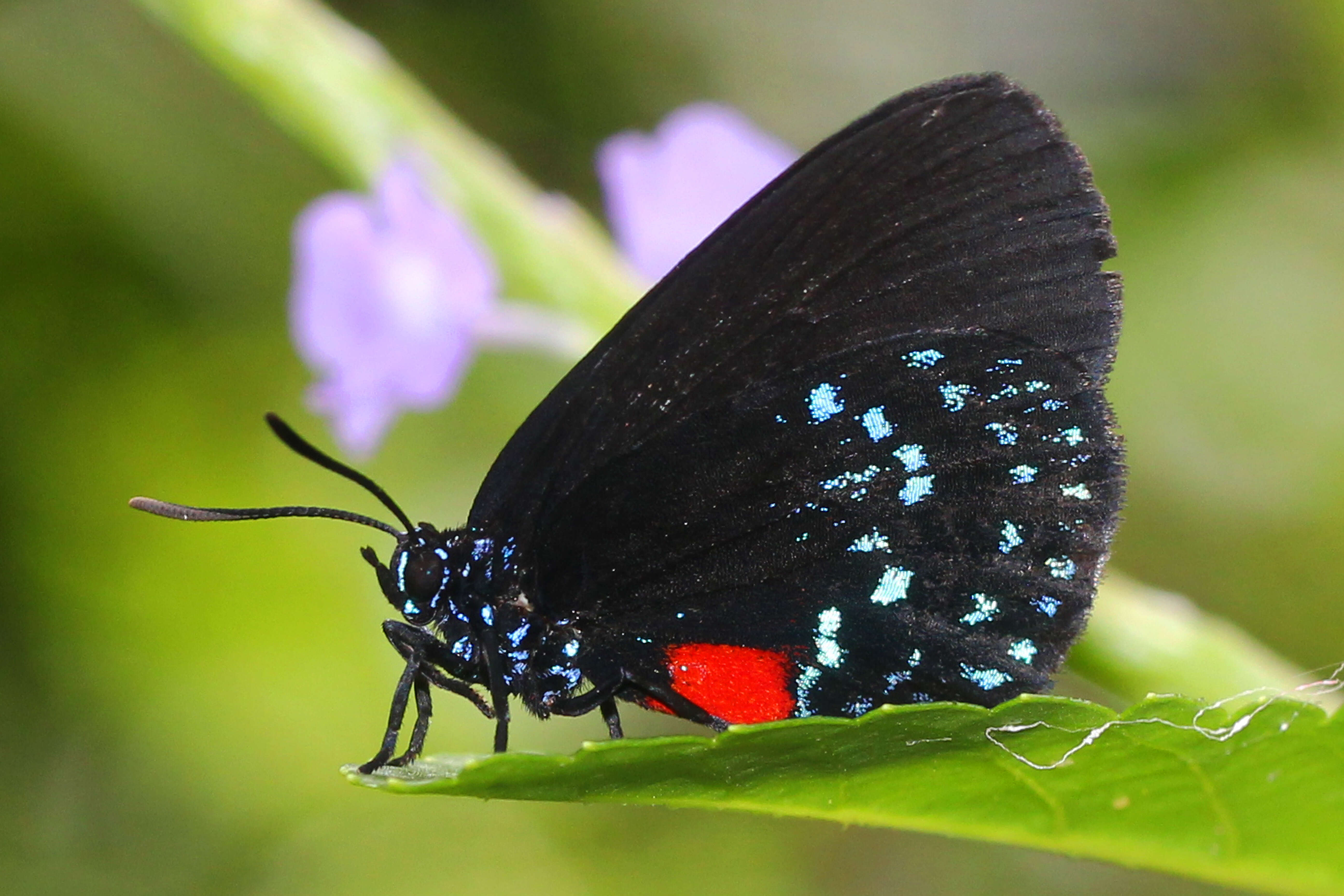 Слика од Eumaeus atala (Poey 1832)