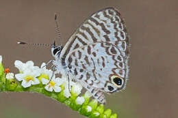 صورة Leptotes cassius (Cramer (1775))