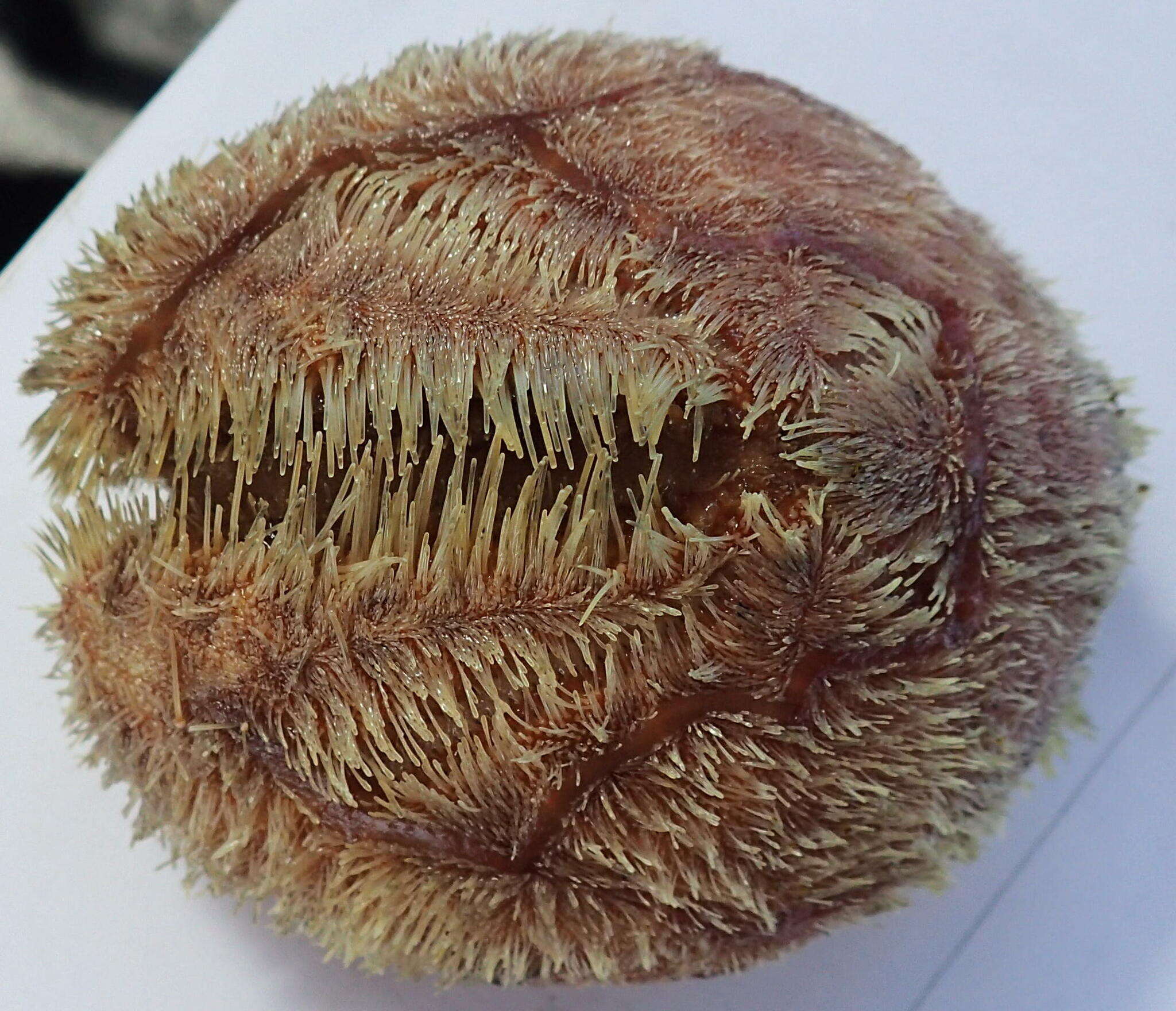 Image of delicate heart sea urchin