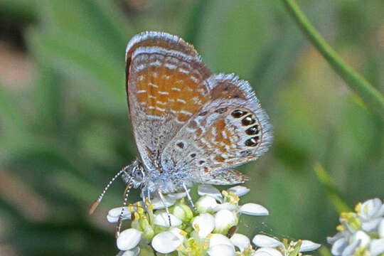 Image of Western pygmy blue