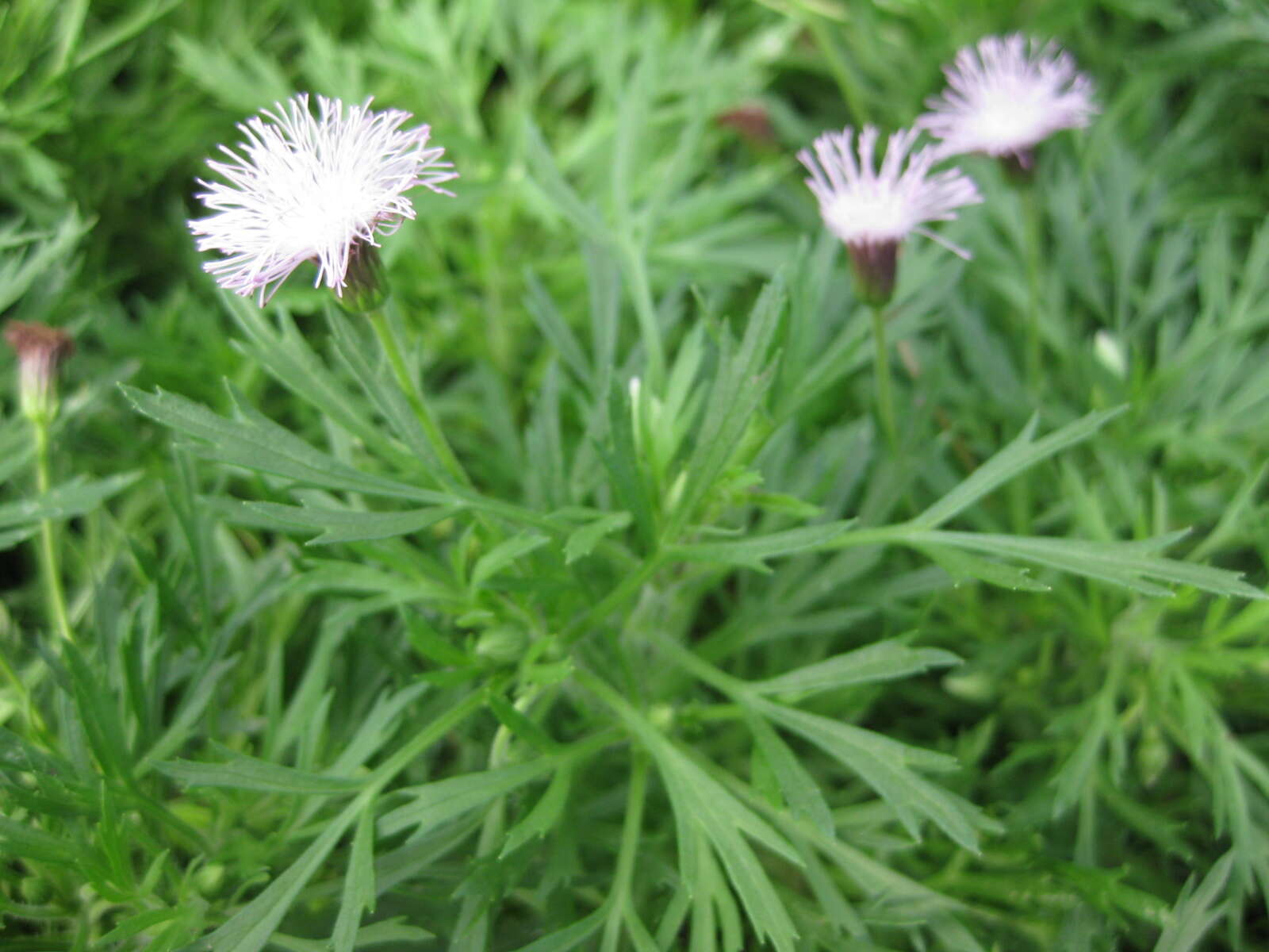 Hofmeisteria schaffneri (A. Gray) R. King & H. Rob.的圖片