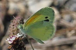 Image of Dainty Sulphur