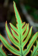 Image of Doryopteris concolor (Langsd. & Fisch.) Kuhn