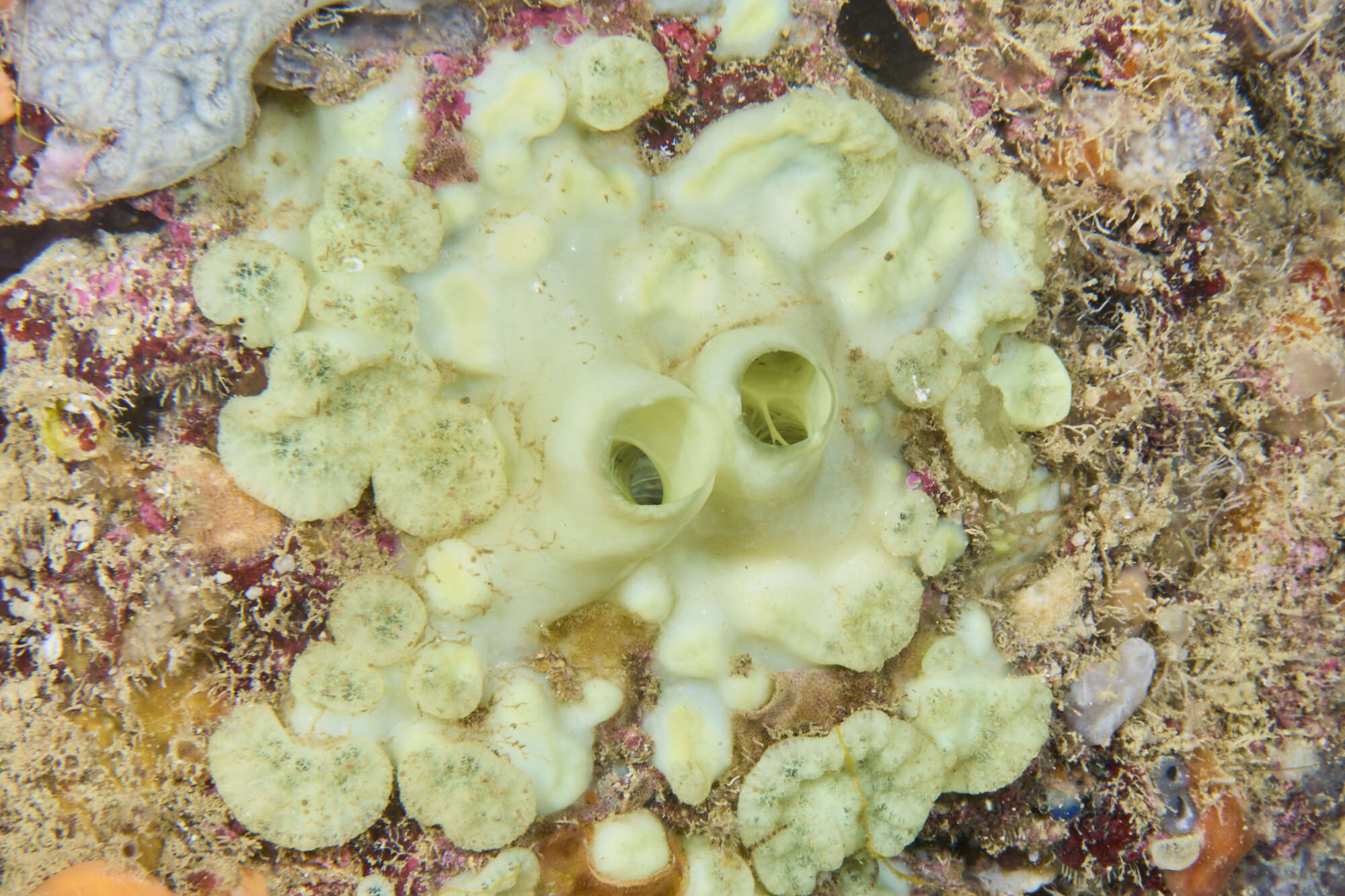 Image of green boring sponge