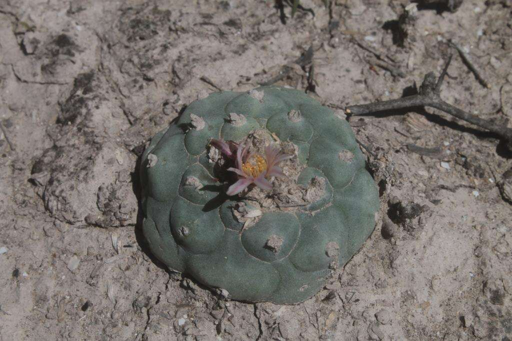 Image of Lophophora koehresii