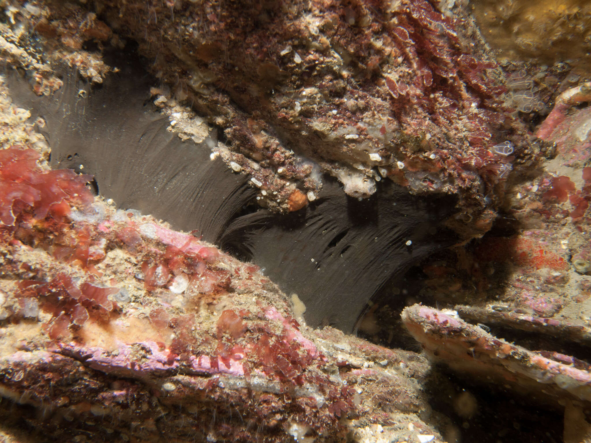 Image of Dercitus (Dercitus) bucklandi (Bowerbank 1858)