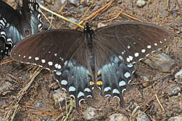 Papilio troilus Linnaeus 1758 resmi