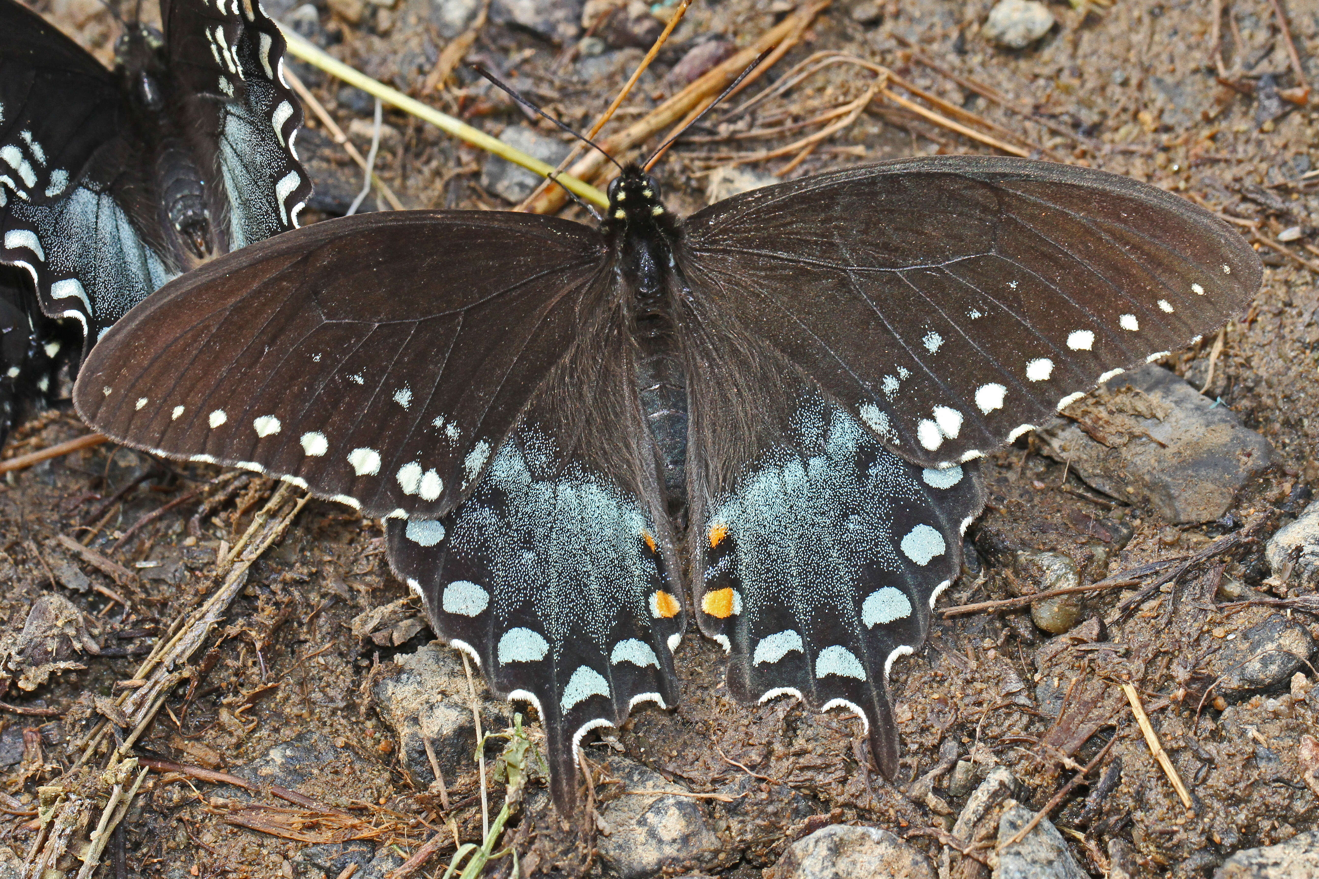 Papilio troilus Linnaeus 1758 resmi