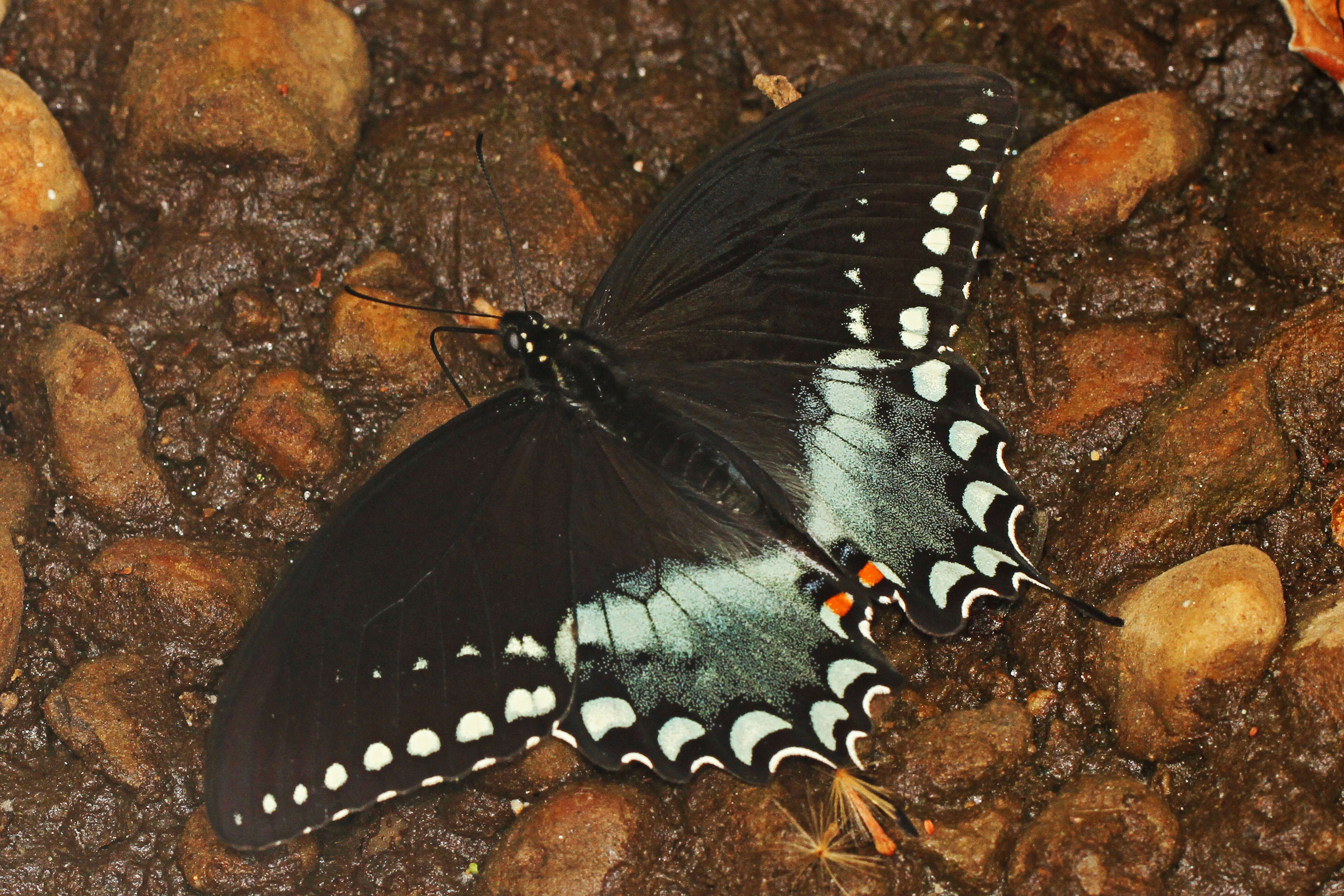 Papilio troilus Linnaeus 1758 resmi