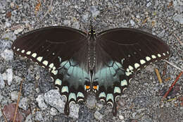 Papilio troilus Linnaeus 1758 resmi