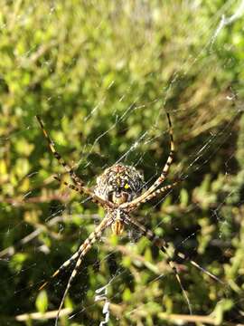 Image of Argiope australis (Walckenaer 1805)