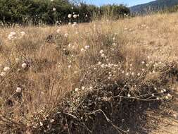 Image of naked buckwheat