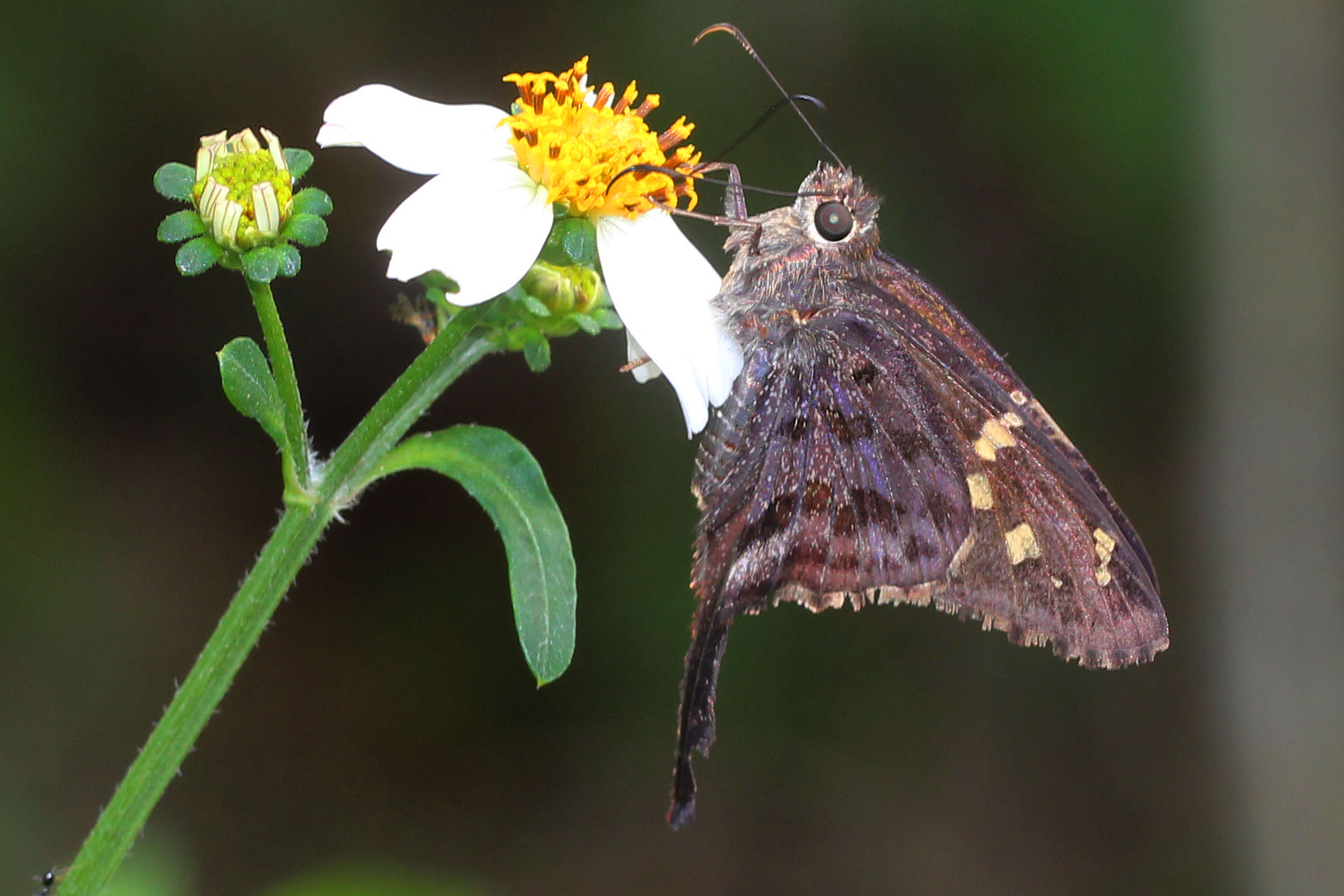 Image of Dorantes Longtail