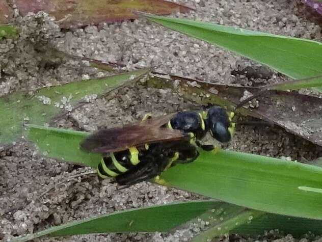 Imagem de Philanthus lepidus Cresson 1865