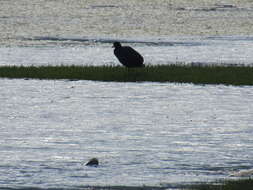 Image of Andean Coot