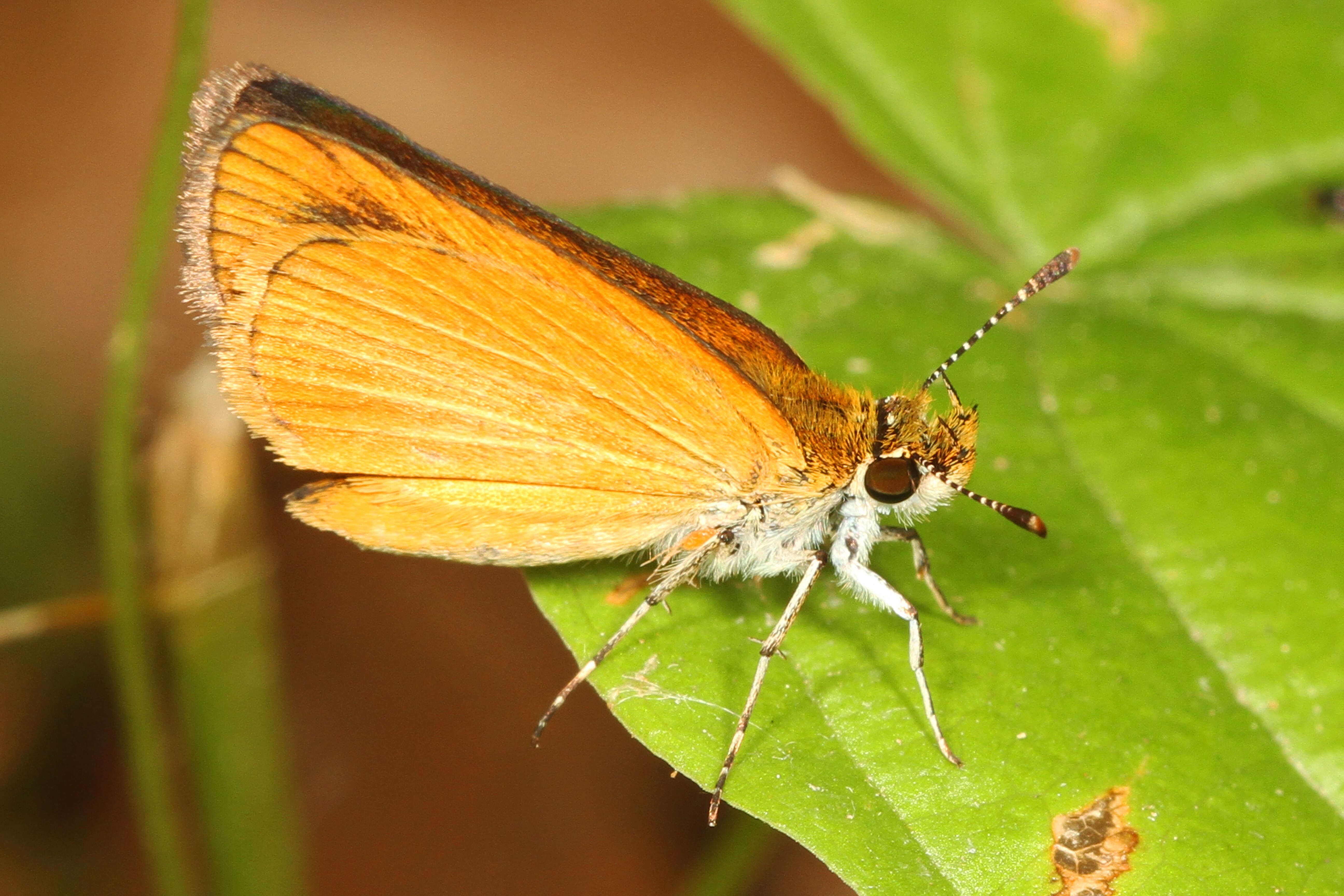 Image of Least Skipper